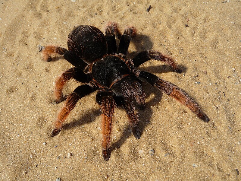 File:Brachypelma klaasi 2009 G12.jpg