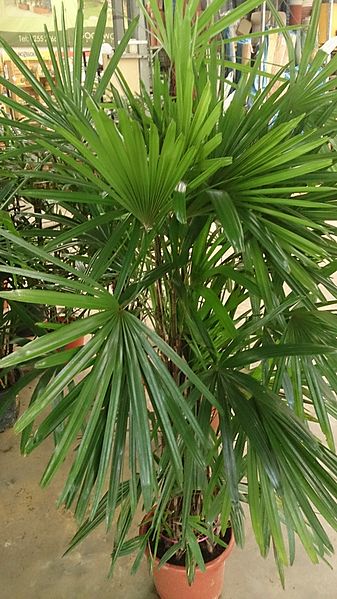 File:Broadleaf Lady Palm (Rhapis excelsa).jpg