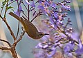 * Nomination Brown honeyeater (Lichmera indistincta) perched in a Jacaranda tree. --Bald white guy 03:13, 14 October 2019 (UTC) * Decline  Oppose Lacks sharpness. Sorry. --Ermell 06:31, 14 October 2019 (UTC)