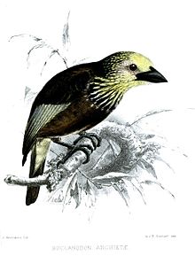 Illustration by Keulemans BuccanodonAnchietaeKeulemans.jpg