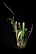 Bulbophyllum cochleatum var. bequaertii (De Wild.) J.J.Verm., Bull. Jard. Bot. Natl. Belg. 56 230 (1986) (29754537917).jpg