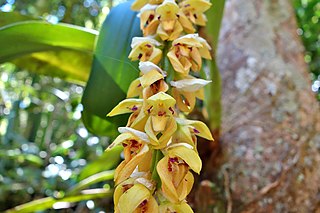 <i>Bulbophyllum <span style="font-style:normal;">sect.</span> Alcistachys</i> Section of flowering plants