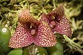 Bulbophyllum pictum