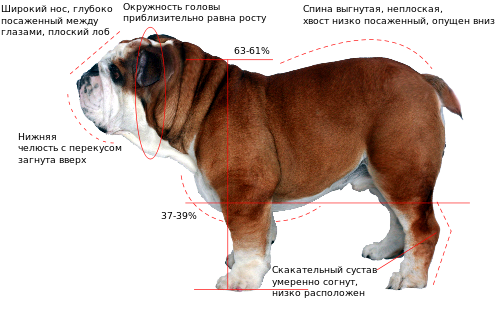 Bulldog-profil.svg