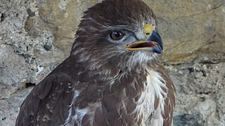 Buse variable (depuis le 21 mai 1992)