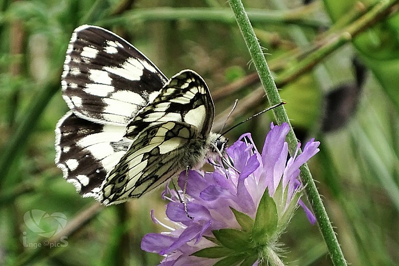 File:Butterfly (19582139634).jpg