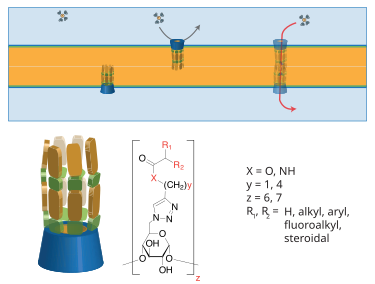 Cyclodextrin "half-channels". Top: postulated "gramicidin-like" mechanism . Bottom: chemical structures of these cyclodextrin-conjugates. CDchannels.svg