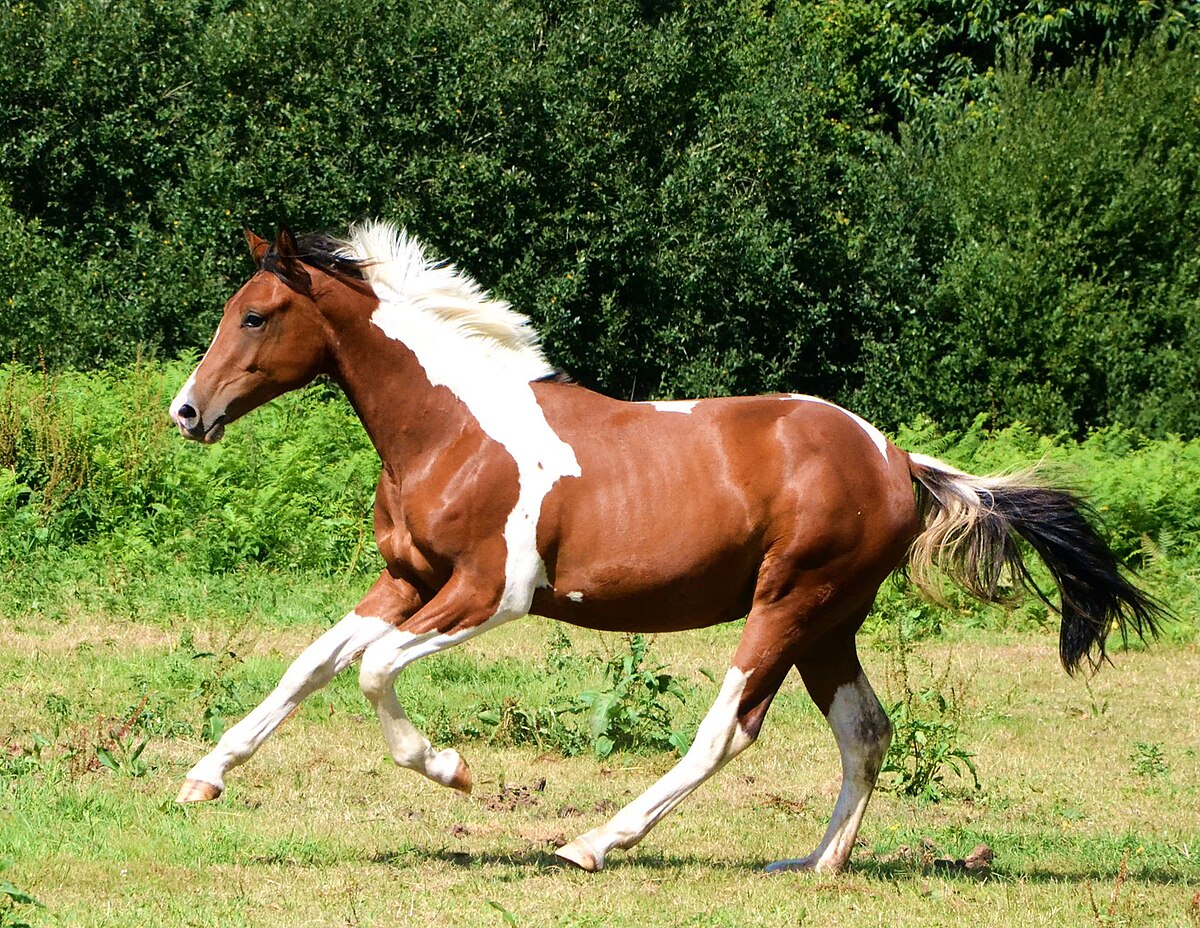 Pie Cheval Wikipédia