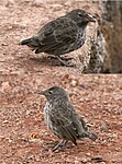 Cactus ground finch Santa Cruz.jpg