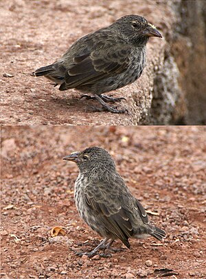 Common Cactus Finch