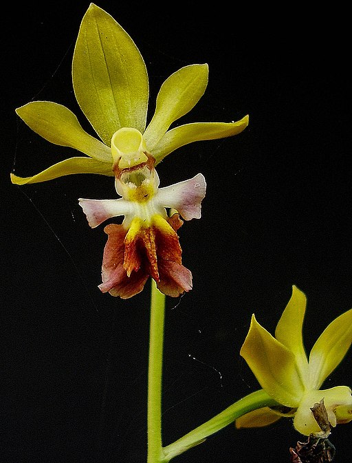 Calanthe tricarinata (10608376704)