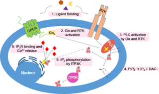 <span class="mw-page-title-main">Calcium signaling</span> Intracellular communication process