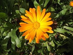 Calendula officinalis (Pot marigold), flower