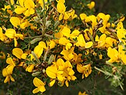   Genista corsica