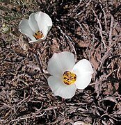 Calochortus bruneaunis