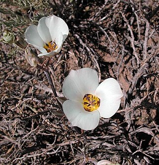 <i>Calochortus bruneaunis</i> Species of flowering plant