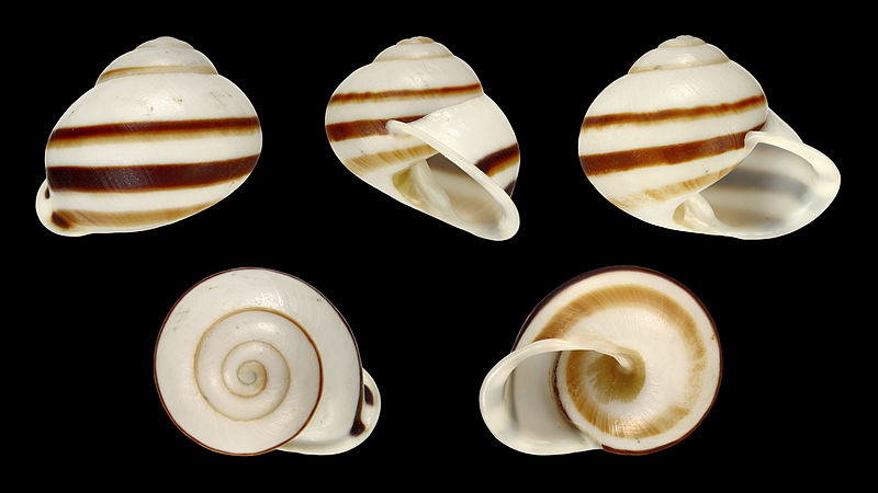 File:Calocochlia albaiensis 01.JPG