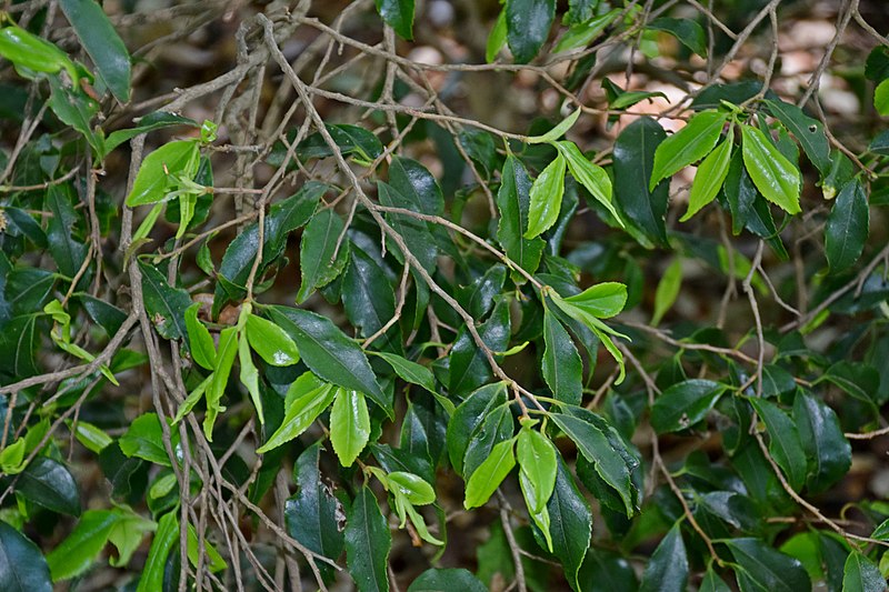 File:Camellia rosiflora 04.jpg