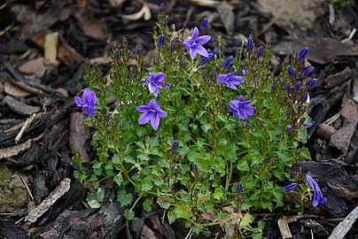 harangvirágfélék (Campanula sp.)