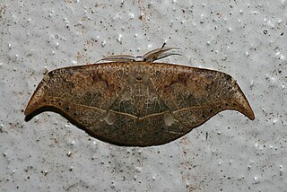 <i>Canucha specularis</i> Species of hook-tip moth