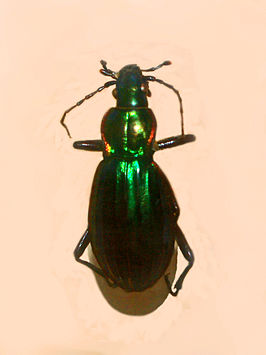 Carabus solieri