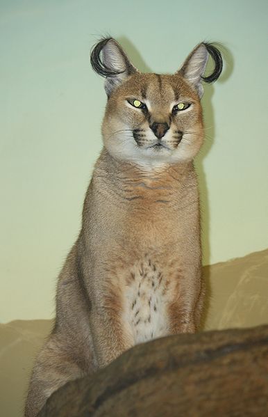 File:Caracal CincinnatiZoo.jpg