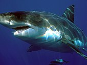 A living Carcharodon shark Carcharodon carcharias.jpg