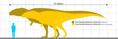 ไฟล์:Carcharodontosaurus specimens.svg