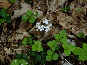 Clover-leaved foam herb (Cardamine trifolia)