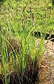 Young flowering plants