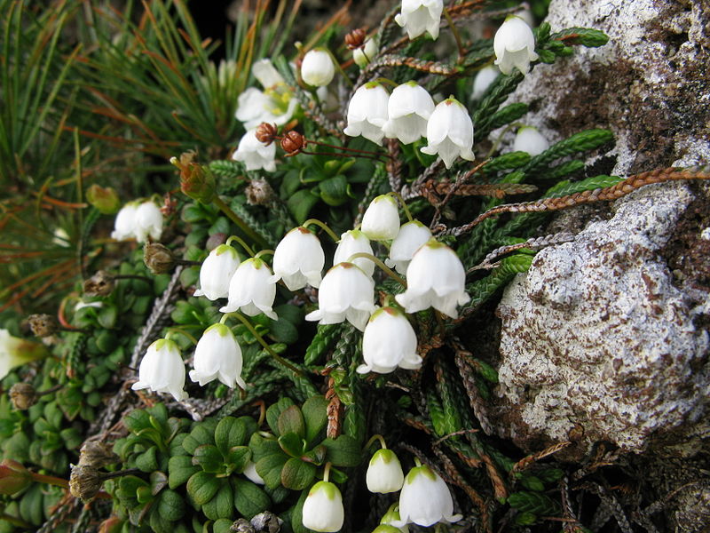 File:Cassiope lycopodioides 7.JPG