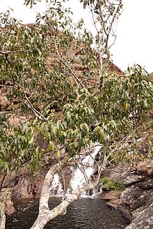 Cassipourea malosana at Digby's Falls, Chimanimani National Park, Zimbabwe. Cassipourea malosana at Digby's Falls, Chimanimani, Zimbabwe 2.jpg