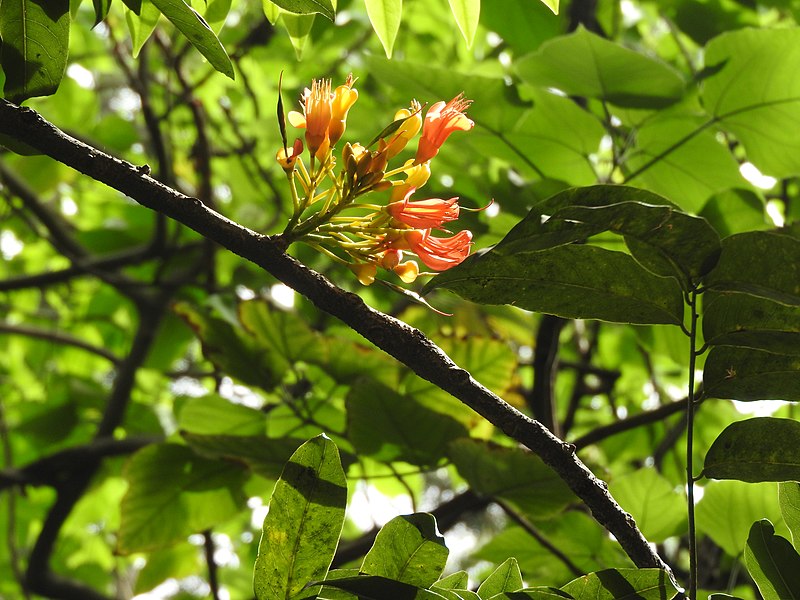File:Castanospermum australe-1-cubbon park-bangalore-India.jpg
