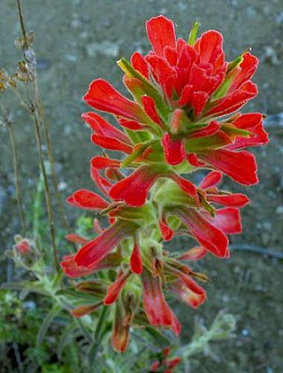 <i>Castilleja foliolosa</i> Species of flowering plant