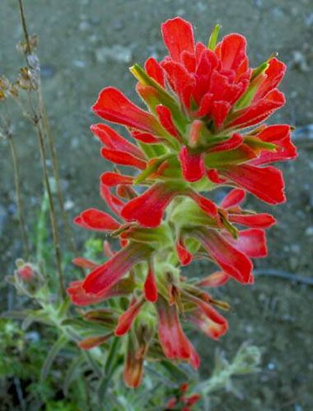 Castilleja_foliolosa