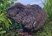 A Eurasian Beaver gnawing on a branch