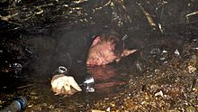 Andy Torbet potholing in the Cave of Skulls, Scotland Cave Of Skulls Andy Torbet.jpg