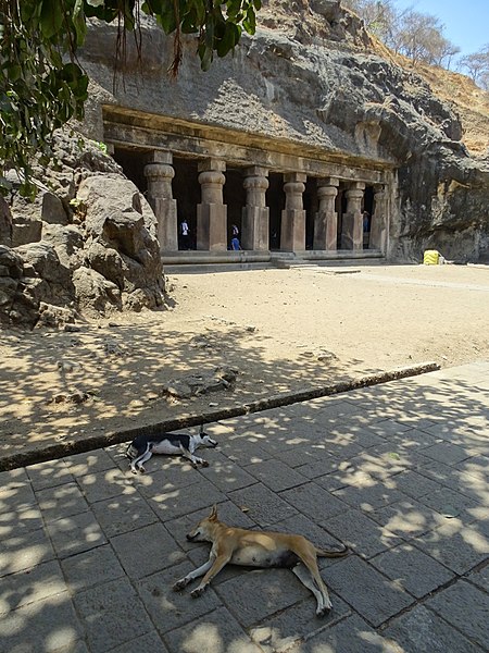 File:Cave Scene with Dogs Snoozing - Elephanta Caves - Elephanta Island - Mumbai - Maharashtra - India (26409412675).jpg
