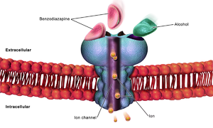 Cell GABA Receptor.png