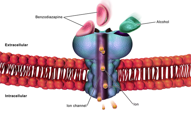 Cell GABAA receptor.