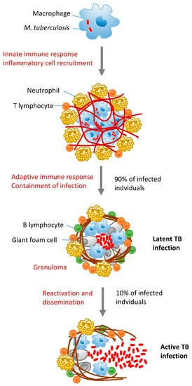 File:Cells-09-02160-g001-550.webp