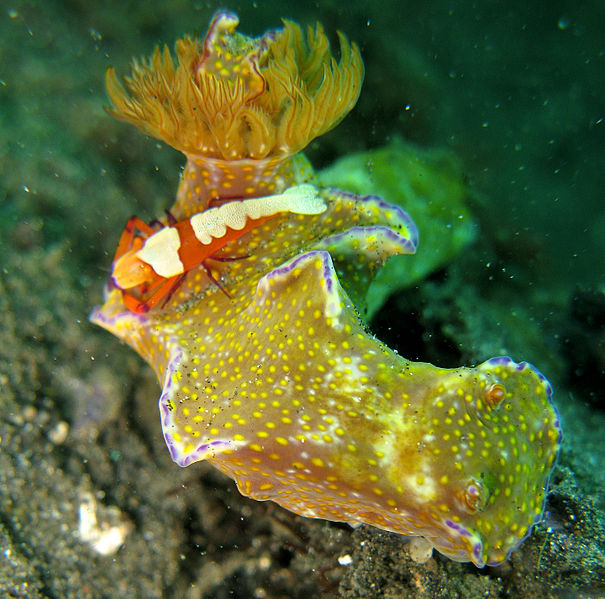 File:Ceratosoma tenue with Emperor Shrimp002.jpg