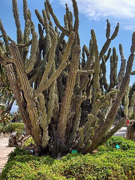 File:Cereus uruguayanus monstruosus, Monaco.jpg