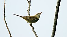 Thick-billed warbler Chich mo rong.jpg