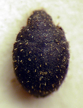 Chaetophora spinosa