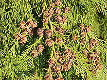 Chamaecyparis lawsoniana1.jpg