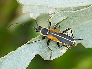 <i>Chauliognathus opacus</i> Species of beetle