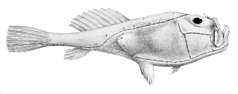 Chaunax pictus