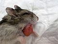 Cheek pouch eversion in an anesthetized russian hamster (Phodopus sp).jpg