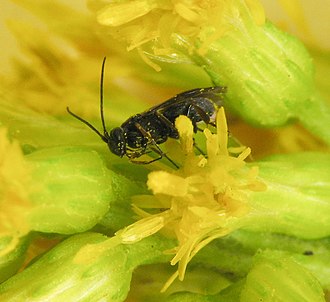 Chelonus sp. on goldenrod Chelonus. goldenrod.jpg